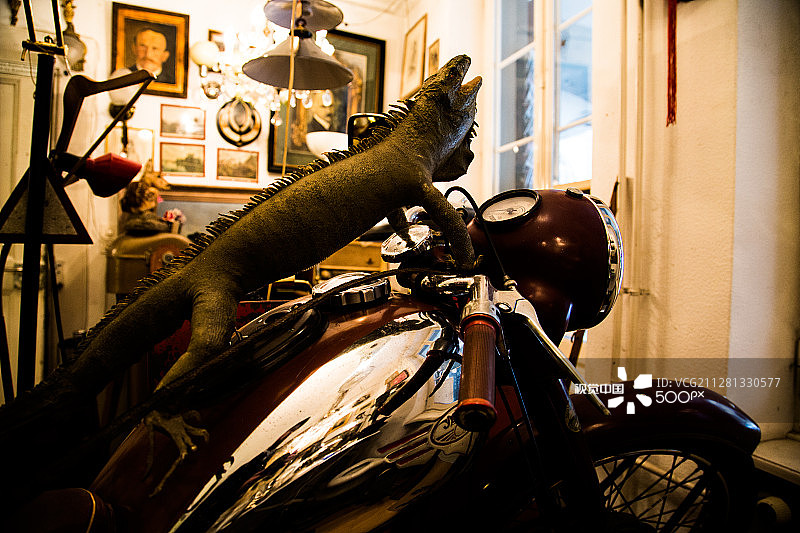 骑自行车的蜥蜴图片素材