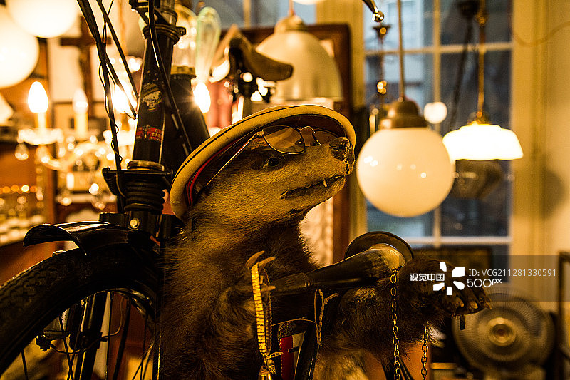 戴眼镜的獾图片素材