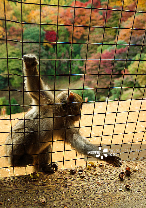 京都岚山猴子图片素材