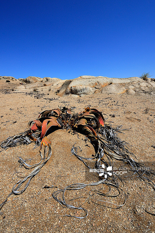 百岁兰图片素材