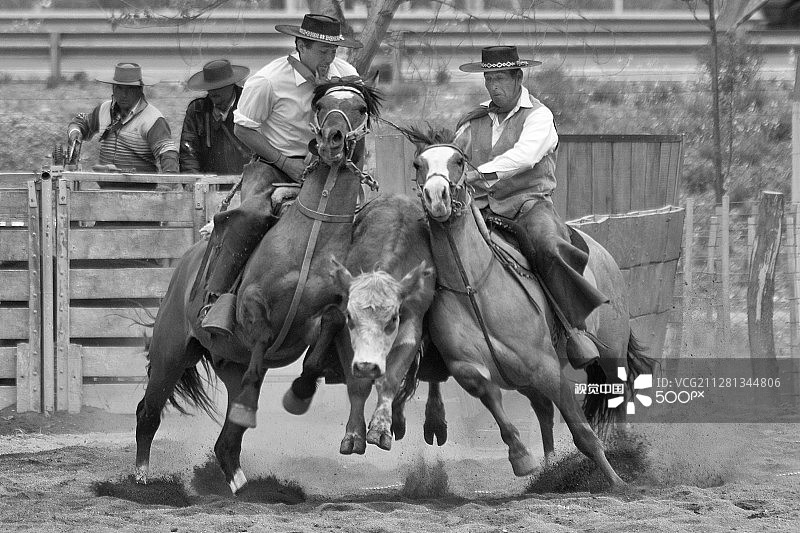 赶牛入栏，高乔节图片素材