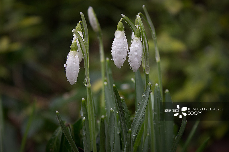 雪花莲图片素材