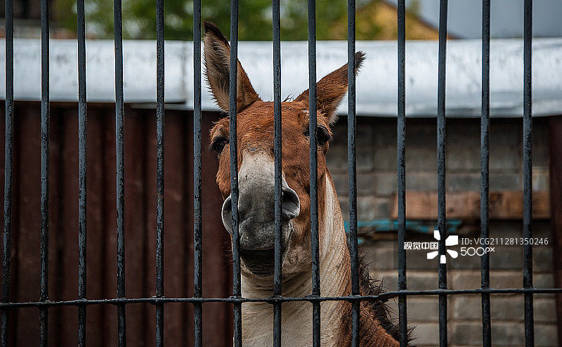 请致电我的律师！！图片素材