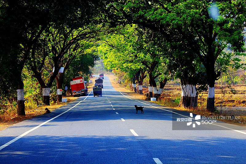 林荫大道图片素材