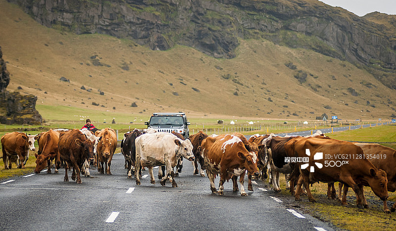 在冰岛过马路的奶牛图片素材