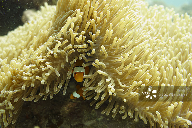 躲在海葵中的小丑鱼图片素材