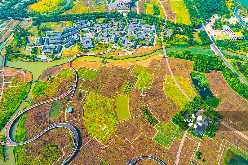 航拍宿迁衲田花海图片素材