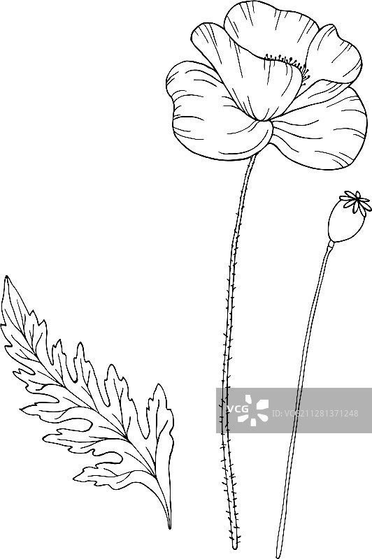罂粟花茎和叶元素图片素材