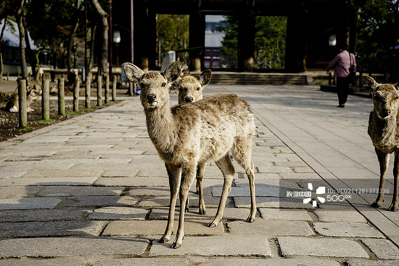 东大寺图片素材