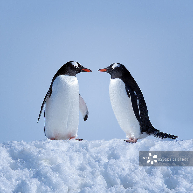 老夫老妻图片素材