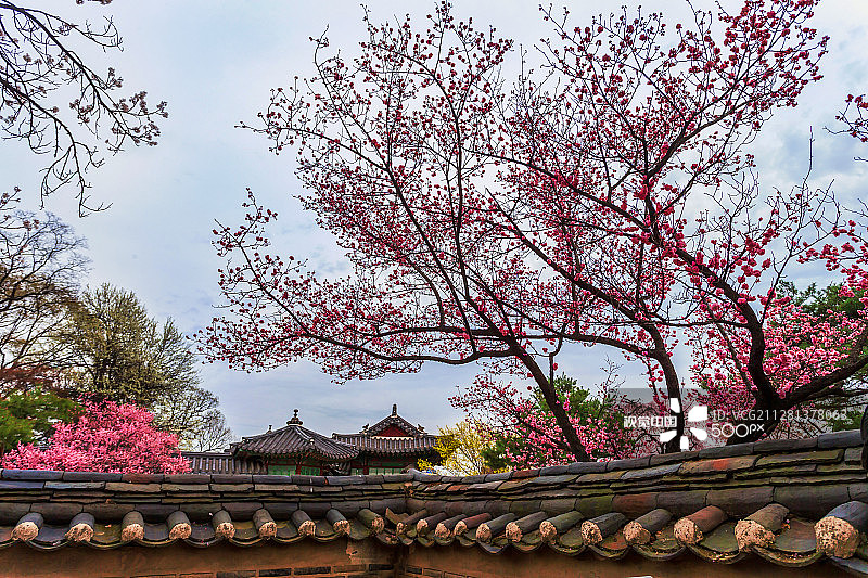 昌德宫的春天图片素材