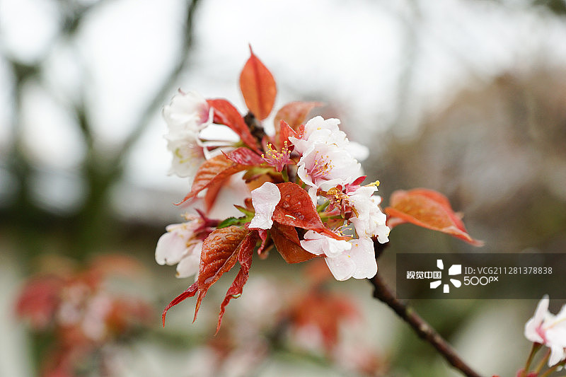 日本京都醍醐寺的樱花图片素材