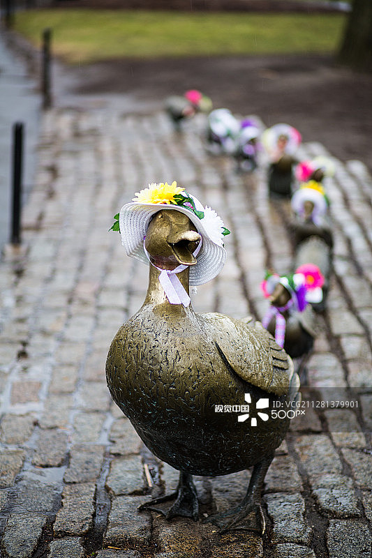 小鸭子让路图片素材