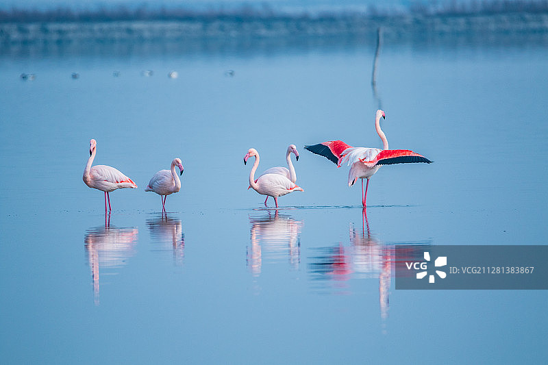 山西运城盐湖火烈鸟图片素材