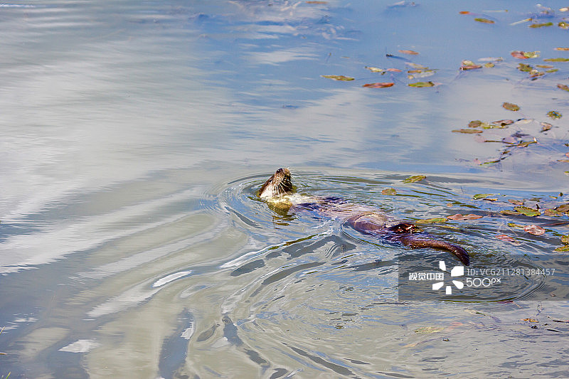 自然栖息地中的欧亚水獭图片素材