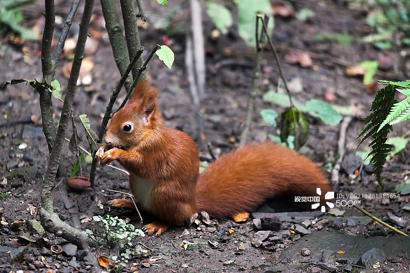 欧亚红松鼠图片素材