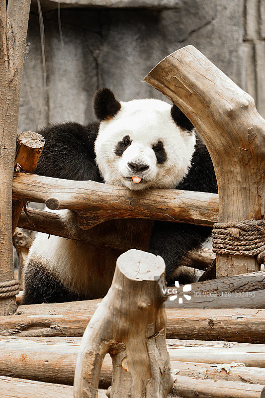《慵懒》图片素材