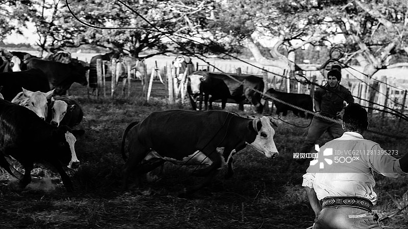 高乔人图片素材