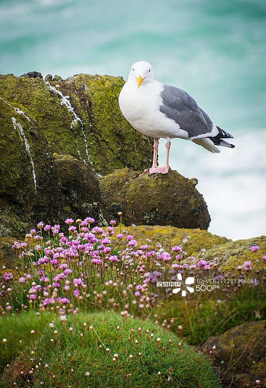 德波湾海鸥图片素材