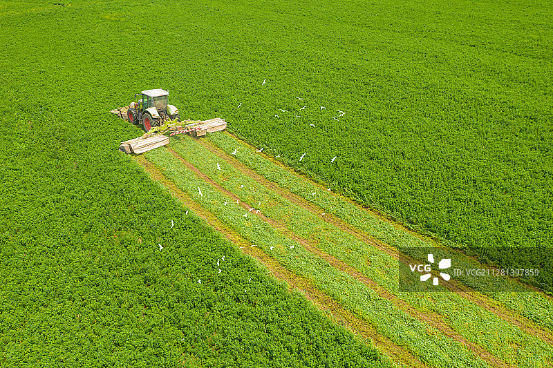 安徽省蚌埠市五河县机械化收割图片素材