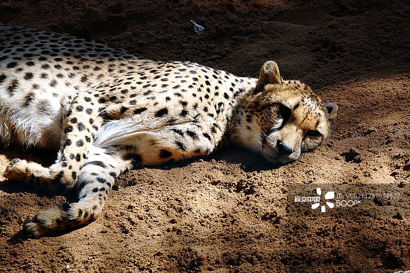 休息中的豹子图片素材