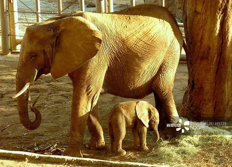 新生小象图片素材