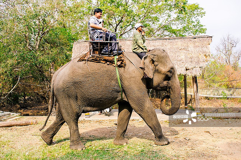 在越南乡村小路上骑大象的男人，象夫骑着大象旅行图片素材