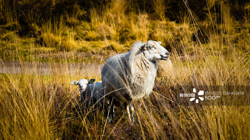 《卫报》图片素材