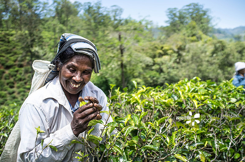 斯里兰卡埃勒茶园图片素材