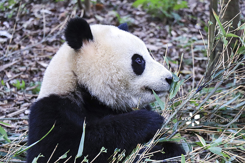 大熊猫图片素材