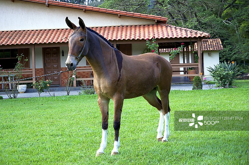骒骡 - Bardoto图片素材
