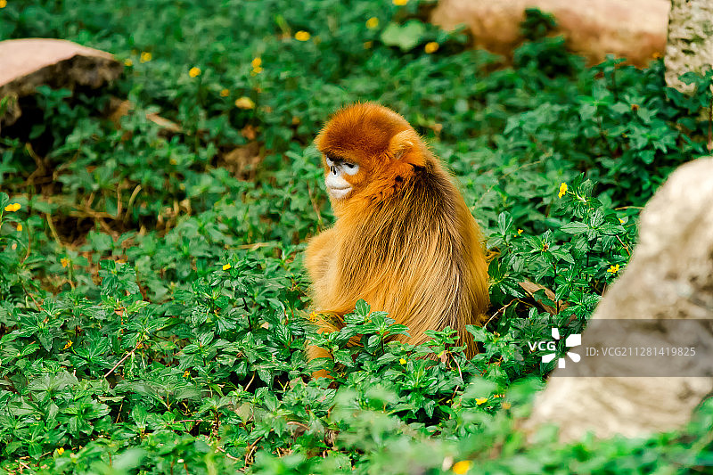 金丝猴 的 优雅图片素材