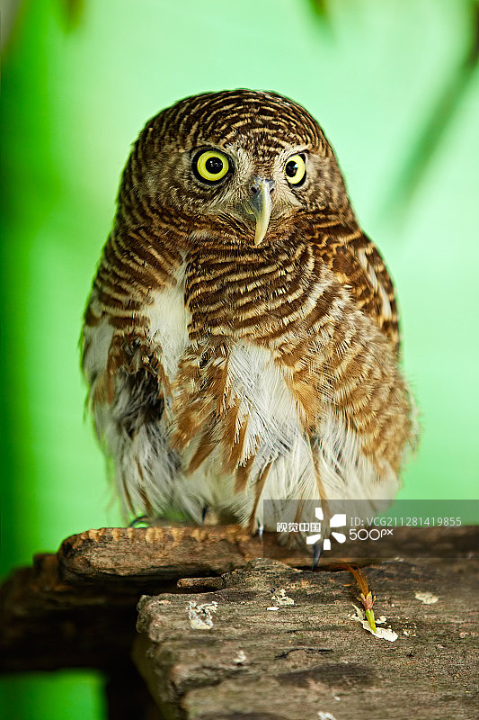亚洲丽鸮图片素材