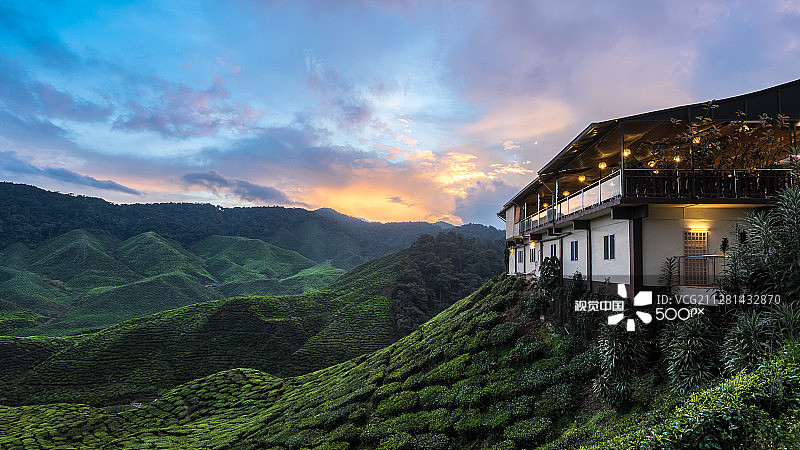 金马仑高原茶园图片素材