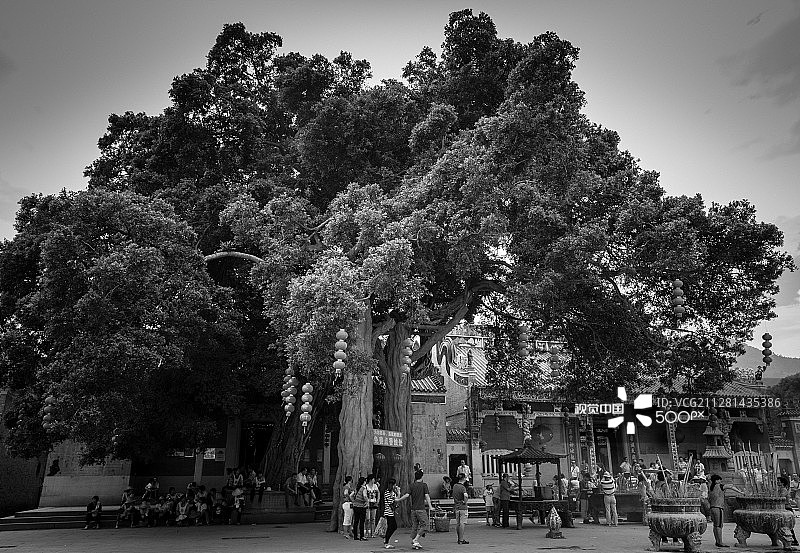 大树与寺庙图片素材