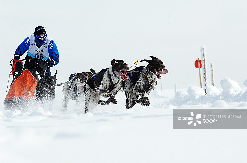 雪橇运动图片素材