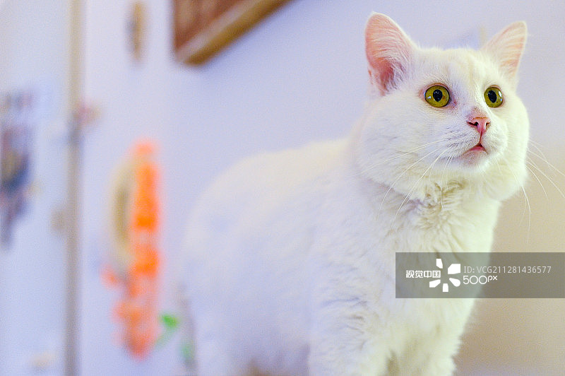 古驰猫图片素材