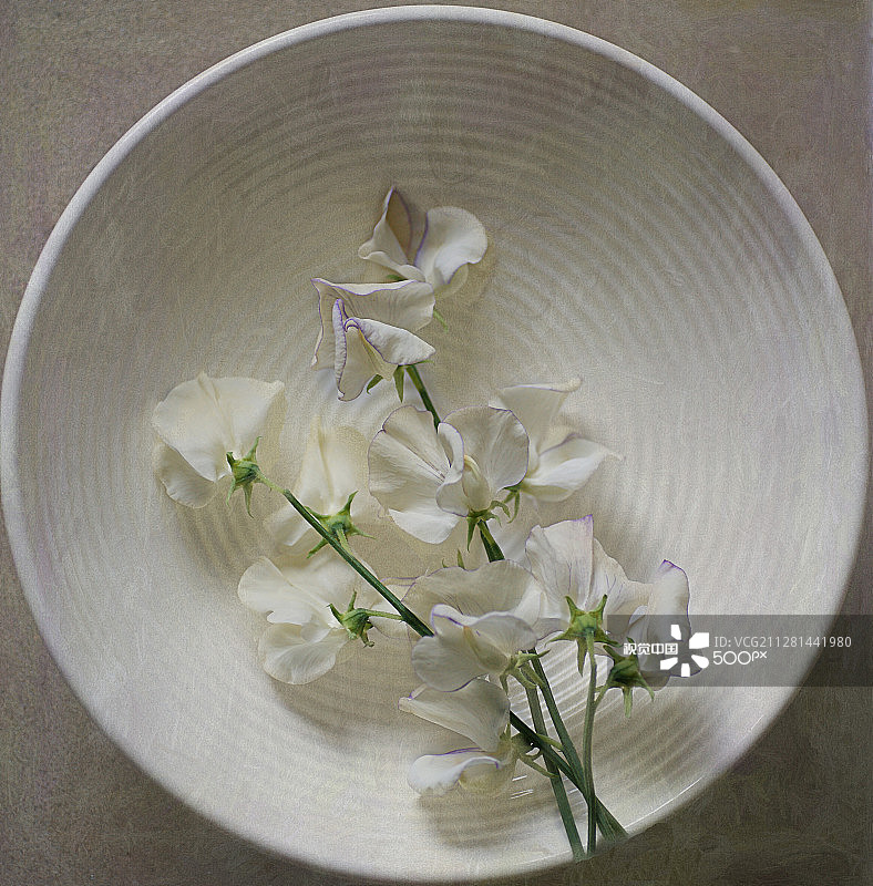 香豌豆图片素材