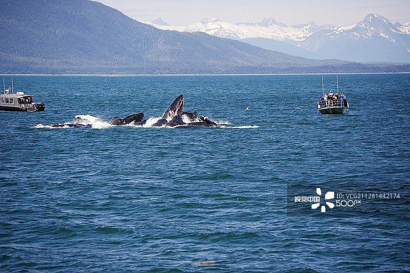 座头鲸图片素材