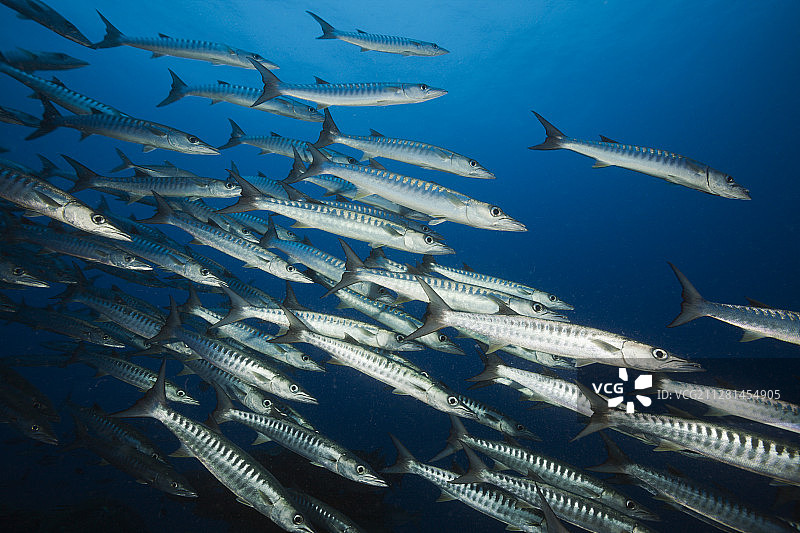 黑鳍金梭鱼群，新不列颠金贝湾，巴布亚新几内亚图片素材