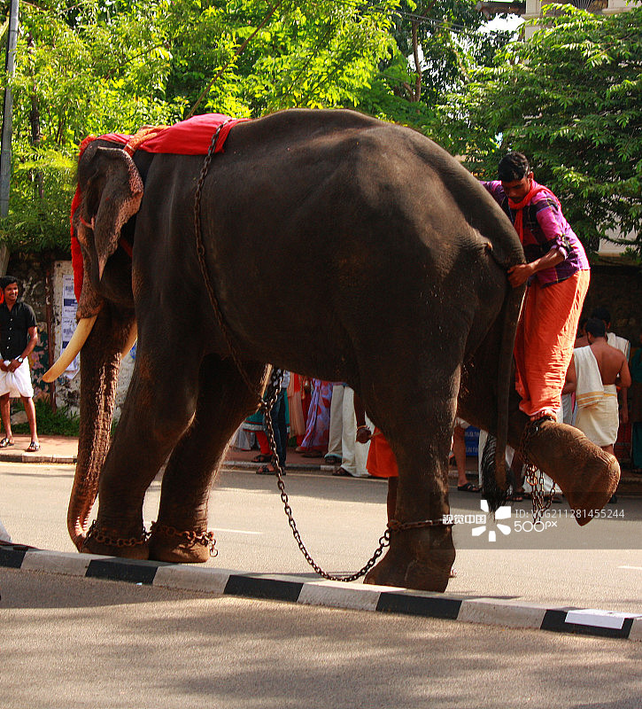 喀拉拉邦的驯象师从大象身上下来图片素材