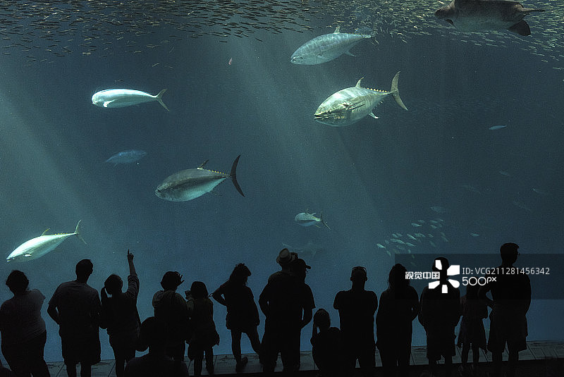 蒙特雷湾水族馆，加利福尼亚州蒙特雷图片素材