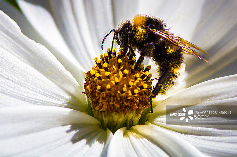 大黄蜂图片素材