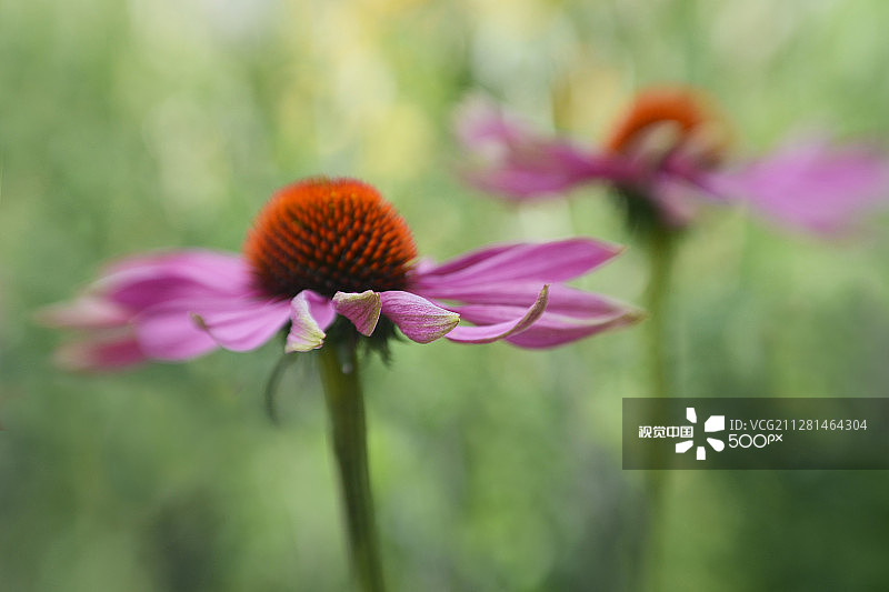 旋转的衬裙图片素材