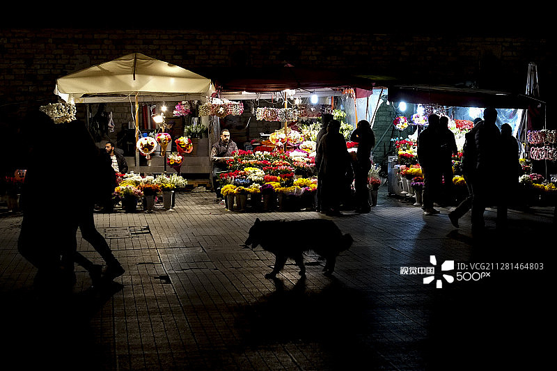 土耳其伊斯坦布尔塔克西姆广场的流浪狗图片素材