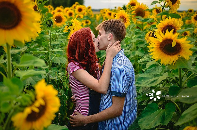 年轻情侣在向日葵田中亲吻图片素材