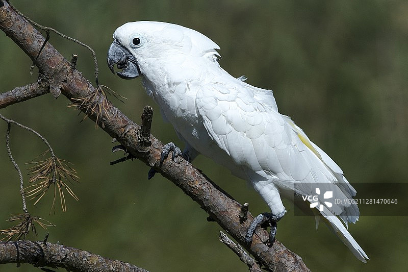 栖息在树枝上的白色凤头鹦鹉特写图片素材