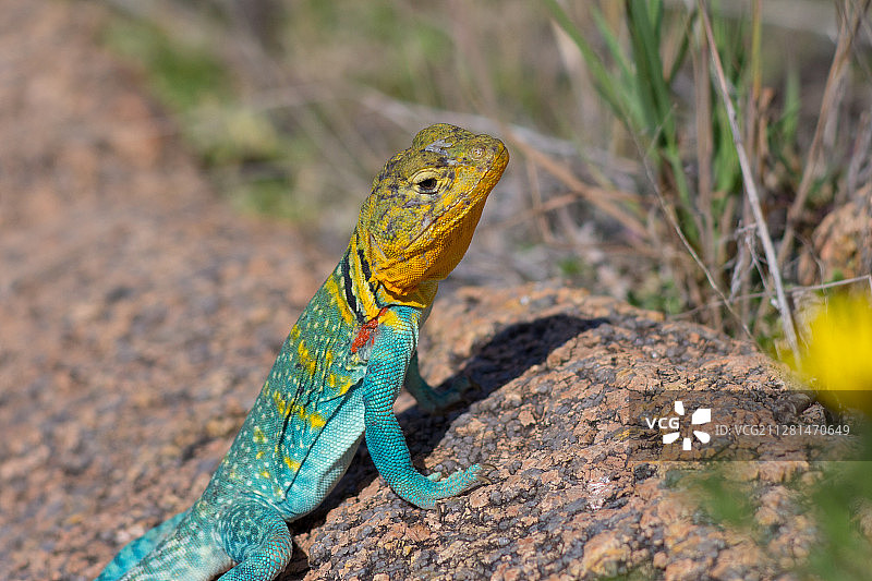 项圈蜥蜴特写，美国犹他州图片素材
