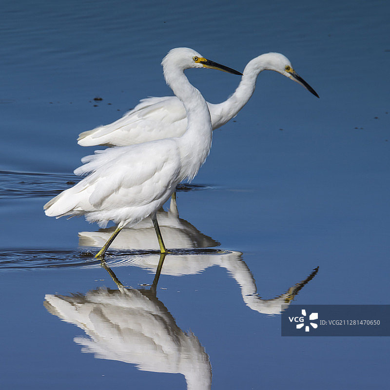 自然摄影：两只雪鹭在水中漫步图片素材