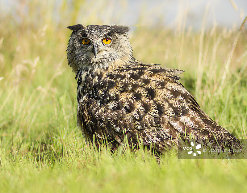 草地上的欧亚雕鸮图片素材